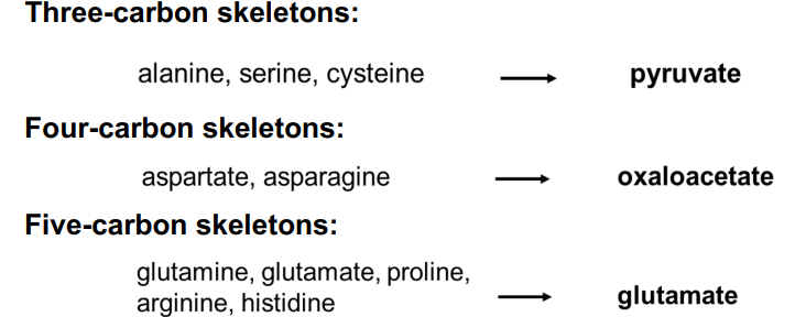 <ul><li><p>form intermediates of the citric acid cycle </p></li><li><p>produce energy</p></li><li><p>enter the citric acid cycle at different places depending on the amino acid </p></li></ul><p></p>