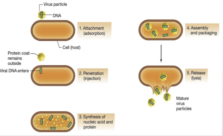 <p>Viruses binds to receptor on cell surface and then injects its genetic material into the host cell. The host cell then uses its internal components and synthesises the viral proteins of the virus. Inside the cell, the viral proteins come together and assemble to form multiple copies of the virus. The viral particles then bursts out of the cell, taking some of the host cell membrane with it to make their protein capsid. </p>
