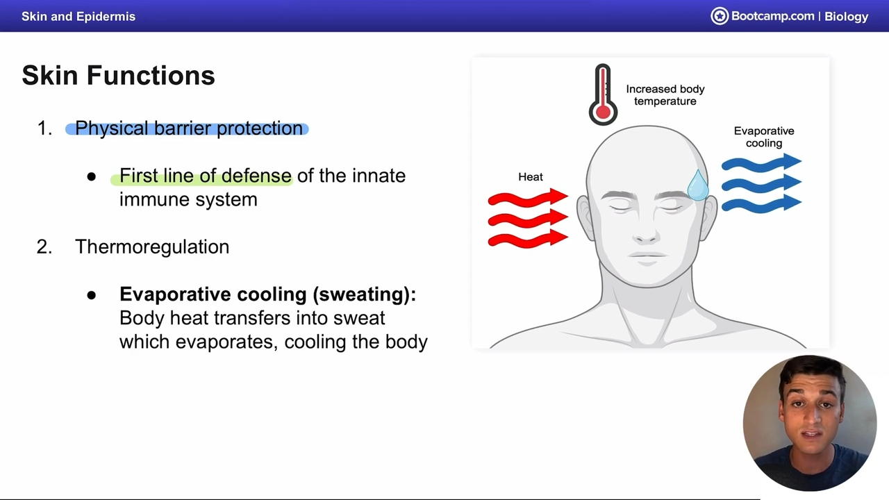 <p>It is a physical barrier that acts as the first line of defense</p>