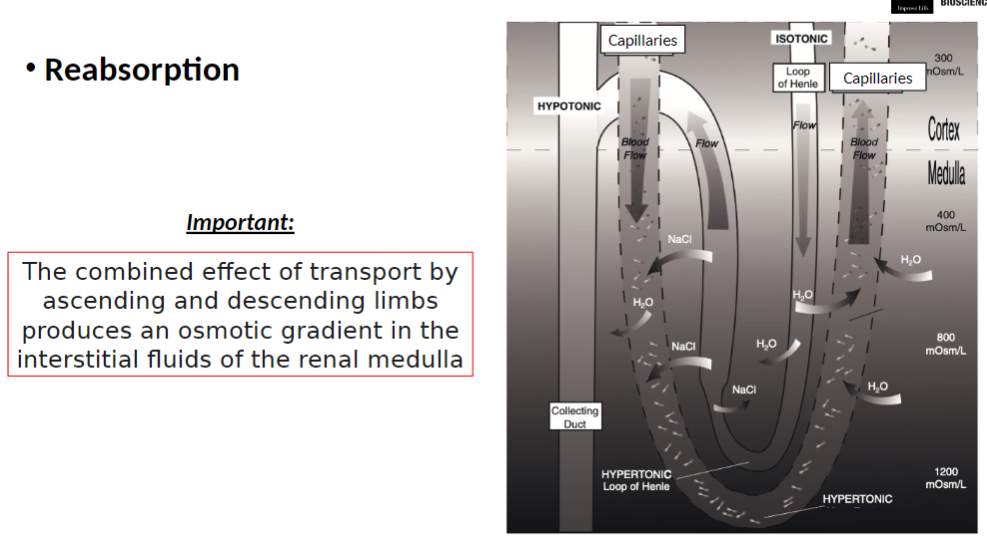 <p><strong>Combined Action</strong><br> <strong>Ascending limb</strong> transports <strong>Na⁺ and Cl⁻</strong> out of tubular fluid<br> <strong>Descending limb</strong> allows <strong>water to leave filtrate</strong></p><p><strong>Result</strong><br> Combined transport produces <strong>osmotic gradient</strong> in <strong>interstitial fluid of renal medulla</strong> (surrounding kidney tissue)</p><p><strong>Importance</strong><br> <strong>Medullary osmotic gradient</strong> is essential for <strong>concentrating urine</strong> later in <strong>collecting ducts</strong></p>