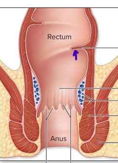 <p>allows gas to leave separate from fecal matter</p>