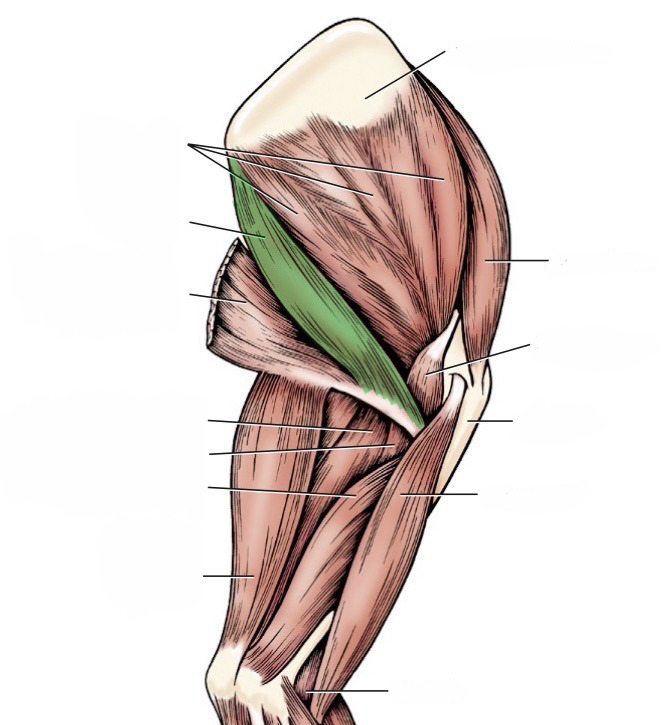 <p>action- flex shoulder, rotate shoulder medially</p><p>origin- scapular caudal border</p><p>insertion- teres major tuberosity of the humerus</p><p>innervation- axillary nerve</p>