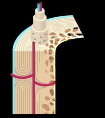 <p>Vertical channels for blood vessels in bone.</p>