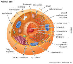 <p>eukaryotic cells characteristics</p>