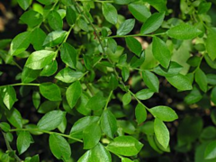 <p>Native hardwood, Vaccinium elliottii</p>