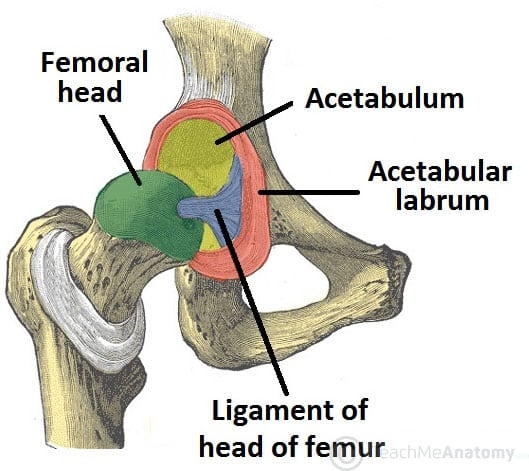 <p>[Anatomy of Selected Synovial Joints]</p><p>Hip Joint</p>