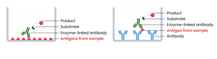 <p>Example method 1 (direct ELISA):</p><p>1. Attach sample with potential antigens to well</p><p>2. Add complementary monoclonal antibodies with enzymes attached → bind to antigens if present</p><p>3. Wash well → remove unbound antibodies (to prevent false positive)</p><p>4. Add substrate → enzymes create products that cause a colour change (positive result)</p><p>Example method 2 (sandwich ELISA):</p><p>1. Attach specific monoclonal antibodies to well</p><p>2. Add sample with potential antigens, then wash well</p><p>3. Add complementary monoclonal antibodies with enzymes attached → bind to antigens if present</p><p>4. Wash well → remove unbound antibodies (to prevent false positive)</p><p>5. Add substrate → enzymes create products that cause a colour change (positive result)</p>