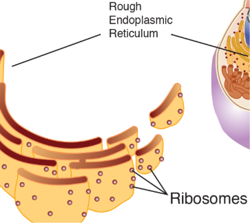 <p>bound ribosomes function</p>