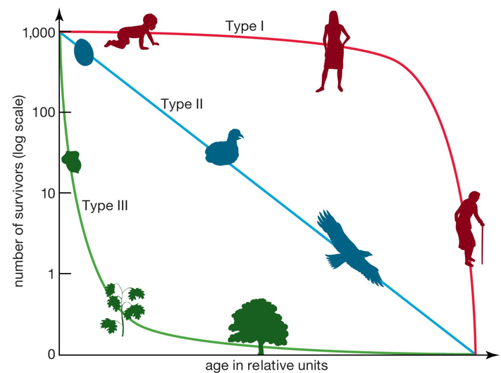 <p>High survival in early/mid life, with mortality increasing in old age (common in large vertebrates)</p>