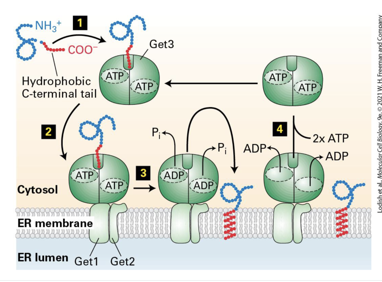 <p>a non-cutting terminal sequence that does not utilize SRP. The hydrophobic tail sequence acts as SRP - it needs ATPase to bind. The tail extends into the cytosol (meaning the N terminus is in the cytosol)</p>