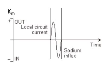 <p>In this image, why does Km have the shape shown on the right?</p>