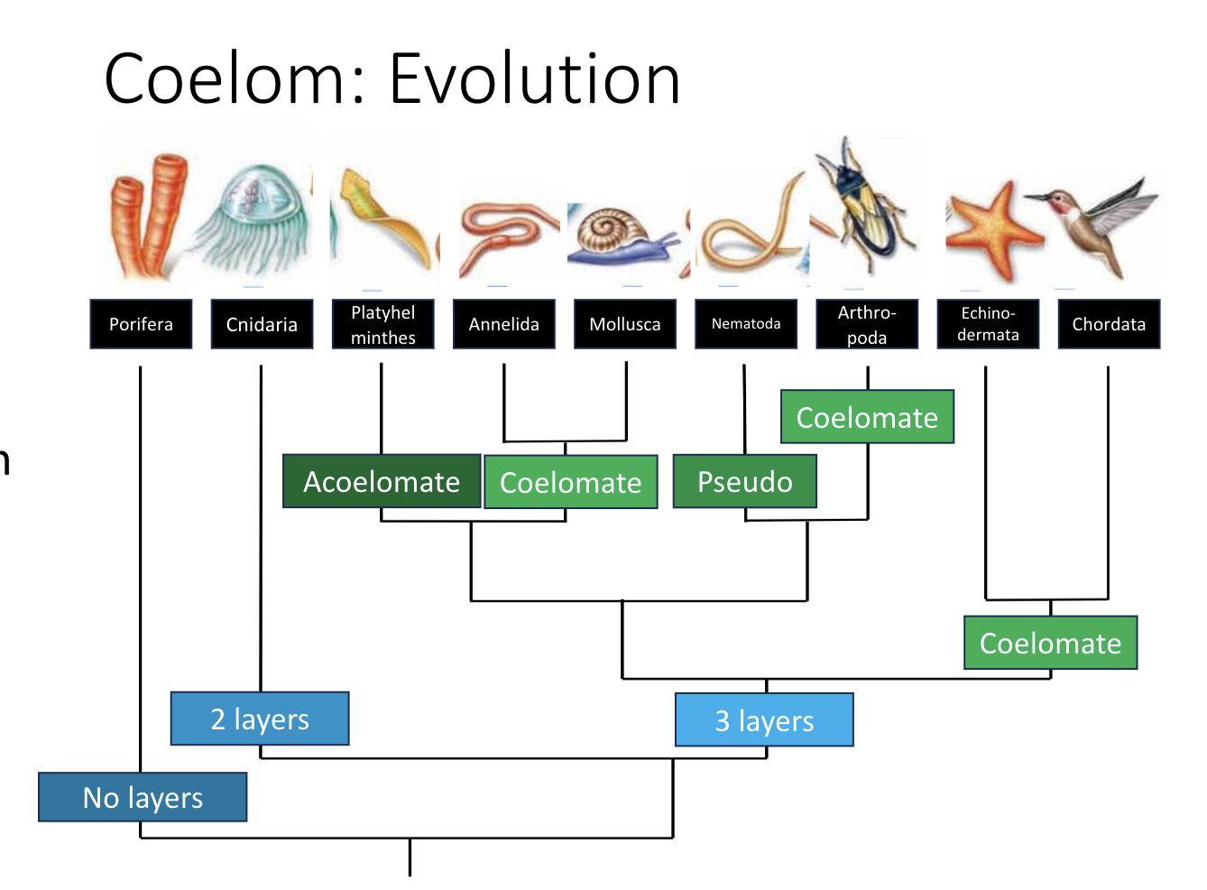 <ul><li><p>have a body cavity with a complete mesoderm lining</p></li><li><p>organs are attached, but can still move somewhat</p></li></ul><p>Allows:</p><ul><li><p>more complex organ systems</p></li><li><p>distribution of materials</p></li></ul><p></p>