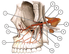 <p>Posterior superior alveolar artery </p><p>-dental branch- pulp max post teeth </p><p>-alveolar branch- buccal perio and gingiva of max post teeth including sinuses</p><p>infraorbital artery</p><p>-anterior superior</p><p> - dental branch- max ant teeth </p><p> -alveolar branch- perio of max ant teeth and gingiva</p><p>descending palatine artery </p><p>- greater p a- enters p via greater supply hard p</p><p>- lesser p a- lesser p foramen (lingual to max 3rd molars) soft p</p><p>sphenopalatine artery- end of max artery- supplies nasal cavity</p>