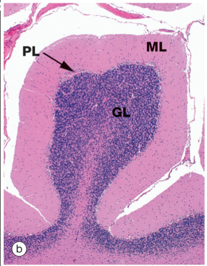 <p>in the Brain, Gray matter is located where?</p>