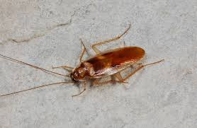 <p>Cockroaches and Termites</p><ul><li><p>social behavior</p></li></ul><p></p>