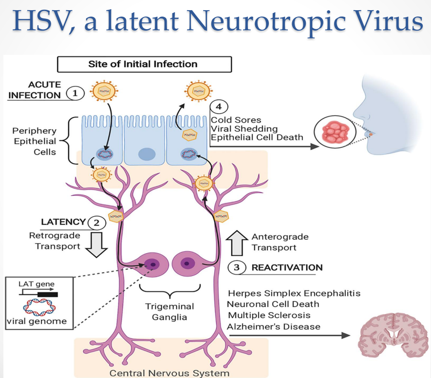 <ul><li><p>Virus enters <strong>sensory neurons</strong></p></li><li><p>Moves via:</p><ul><li><p><strong>Retrograde axonal transport → trigeminal ganglia</strong></p></li></ul></li></ul><p> Inside neuron </p><ul><li><p>Viral DNA:</p><ul><li><p><strong>Circularizes → episomal form</strong></p></li></ul></li><li><p>Transcription is largely silenced except:</p><ul><li><p><strong>LAT (Latency-Associated Transcript)</strong></p></li></ul></li></ul><p> Functional role of LAT </p><ul><li><p>Suppresses:</p><ul><li><p>Viral lytic gene expression</p></li></ul></li><li><p>Prevents:</p><ul><li><p><strong>Apoptosis of infected neuron</strong><br>→ Ensures long-term persistence</p></li></ul></li></ul><p></p>
