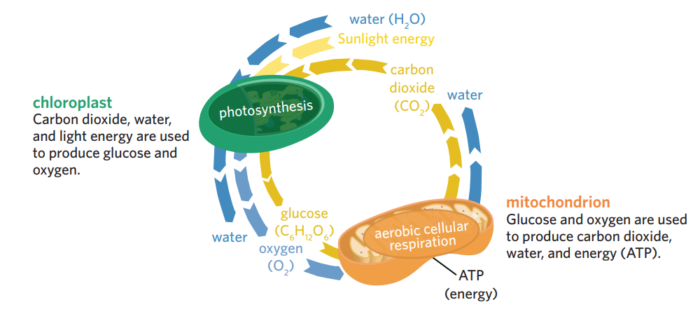 <ul><li><p>photosynthesis and cellular respiration are related, as each process can ‘recycle’ the outputs of the other reaction, using them as inputs</p></li><li><p>however, they are very different biochemical pathways, with very different structures and enzymes are involved</p></li><li><p>plants + algae can undergo both photosynthesis and cellular respiration → don’t need to source all their photosynthesis and cellular respiration inputs from the environment.</p></li></ul><p></p>