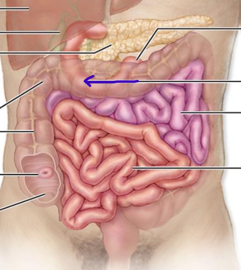 <p>receives digestive enzymes and bile</p>