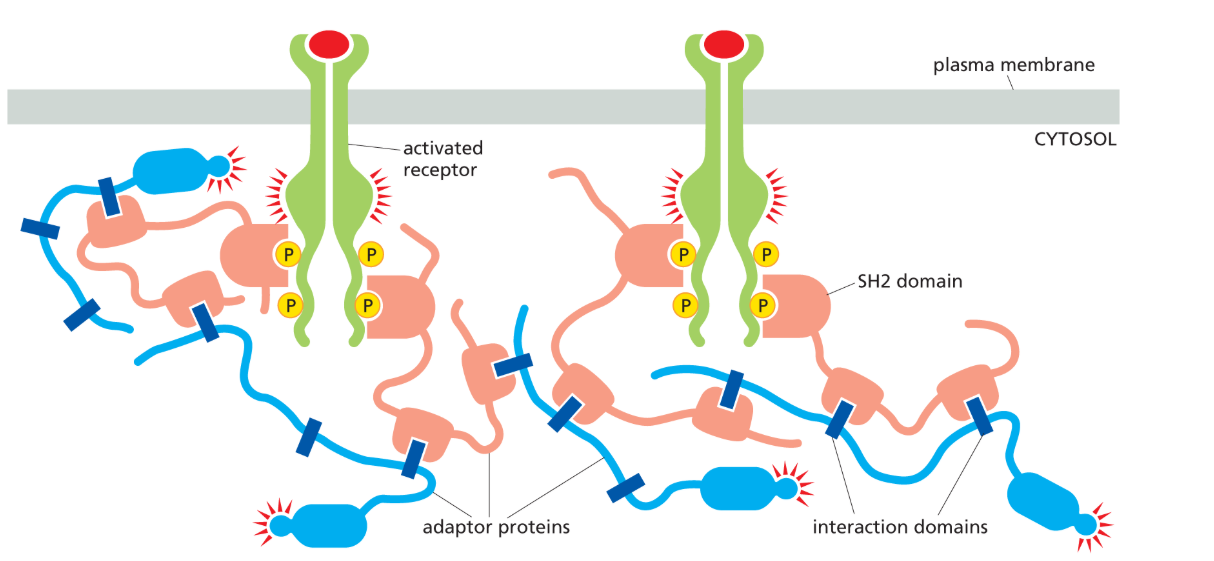 <p>protein interaction modules that <strong>specifically recognize and bind phosphorylated tyrosines</strong> on activated RTKs, allowing signaling proteins to assemble at the receptor.</p>