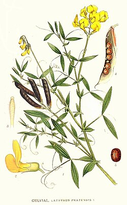 <p>Gulvial   (Fabaceae)  (Parbladigt)</p>
