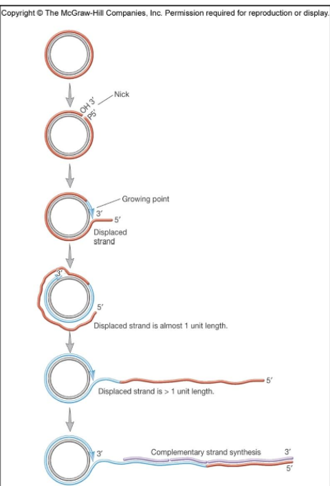 <p>rolling circle replication</p>