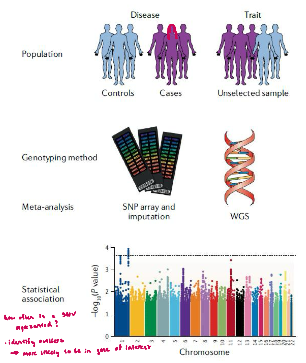 <ul><li><p>large-scale approach to identifying genes and gene variants of interest</p></li><li><p>thousands of SNVs (single nucleotide variants) analyzed across the genomes of many individuals to identify possible genotype/phenotype associations</p></li><li><p>analysis done thru whole genome sequencing (WGS) or genome-wide SNP arrays</p></li><li><p>association confirmed thru more conventional studies</p></li></ul><p></p>