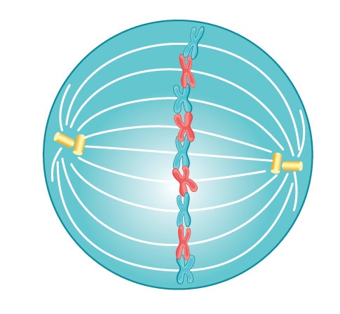 <p>Metaphase</p>