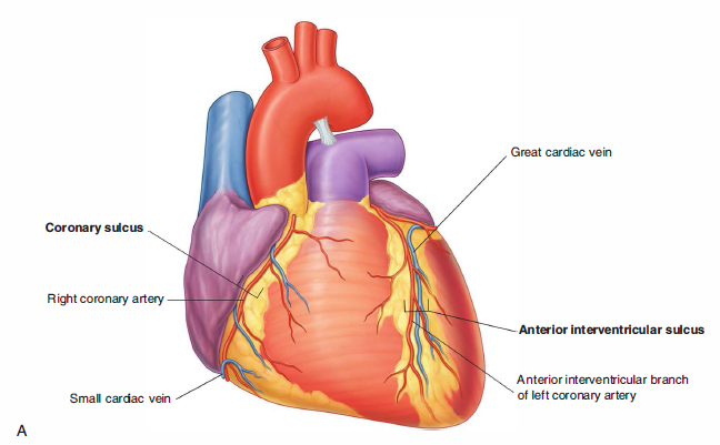 <ul><li><p>the boundaries of each part of the heart is marked by three sulci (grooves), filled with fat and coronary blood vessels </p></li><li><p>coronary sulcus encircles the heart near the base and separates the atria above from the ventricles below </p></li><li><p>the other two sulci extend obliquely down the heart from the coronary sulcus toward the apex </p></li><li><p>anterior interventricular sulcus - front of the heart </p></li><li><p>posterior interventricular sulcu - back of the heart </p></li><li><p>overlie the interventricular septum </p></li><li><p>hold the largest coronary vessels </p></li></ul><p></p>