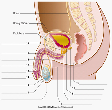 <p>13 (1-14) (Male)</p>