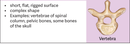 <p>Are varied in structure with ridges or complex shapes. </p><ul><li><p>The vertebrae are irregular bones designed to protect the spinal cord as well as enable spinal movements. </p></li></ul><p><span style="color: red;">Ex.</span> Pelvic bones (Ilium, Ischium, and Pubis) </p>