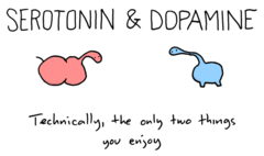<p>Neurotransmitter that act as mood control; a lack of it is associated with clinical depression.</p>