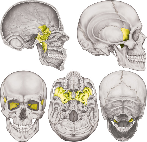 <p>Behind eye sockets</p>