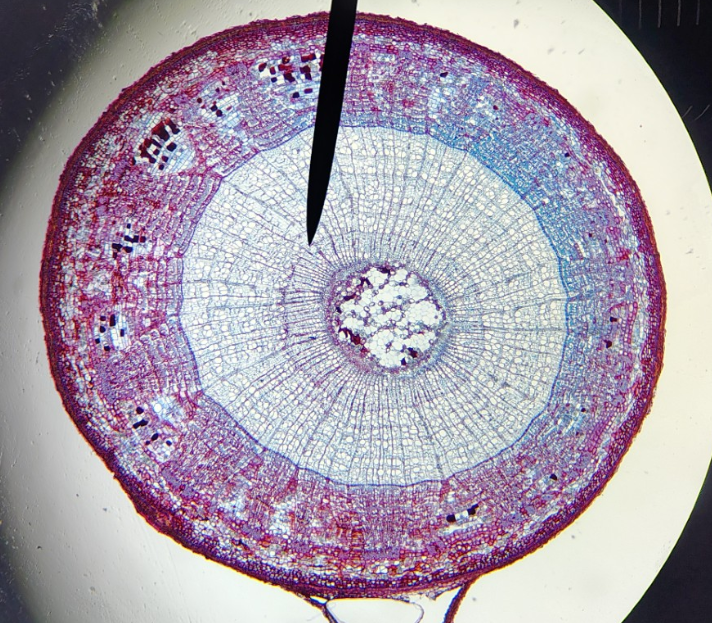 <ol><li><p>name</p></li><li><p>dicot or monocot stem</p></li></ol><p></p>