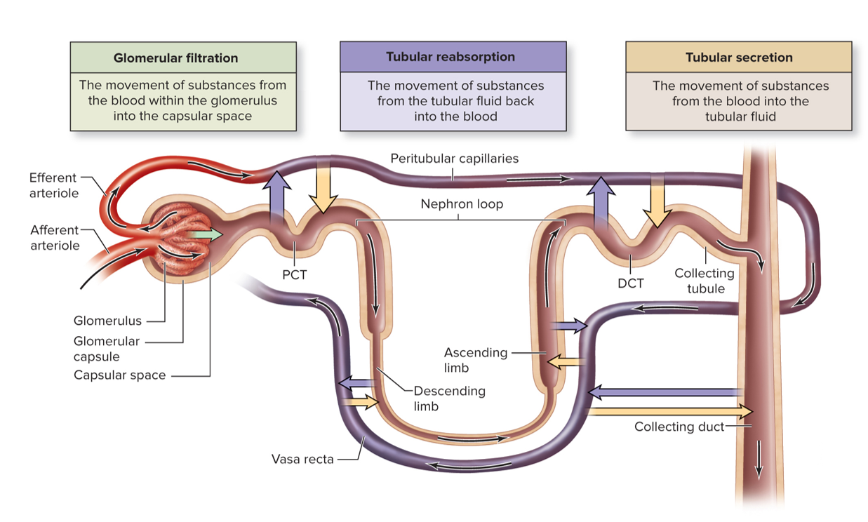 <ul><li><p>Glomerular Filtration </p></li><li><p>Tubular Reabsorption</p></li><li><p>Tubular Secretion</p></li></ul><p></p>