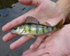 <p>Perca flavescens</p>