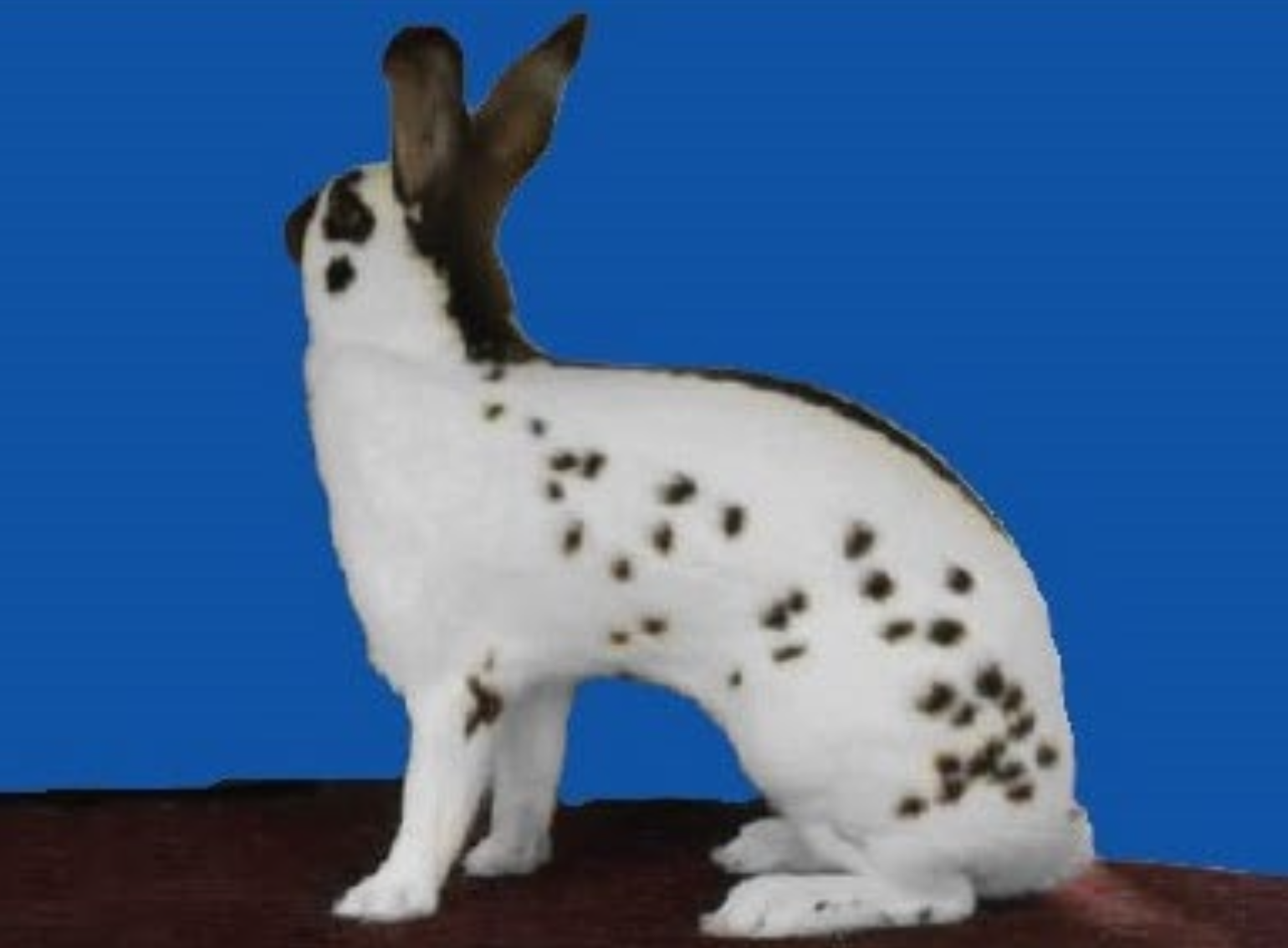 term image