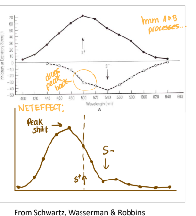 <p>What Spence thought:</p><p>• Excitation developed around the S+</p><p>• Inhibition developed around the S-</p><p>• Peak-shift was the net effect of these</p><p>two generalization gradients</p>
