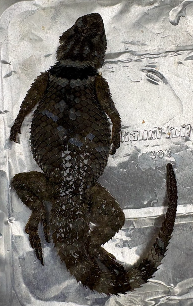 <p><span style="background-color: transparent;">Sceloporus poinsettii</span></p>