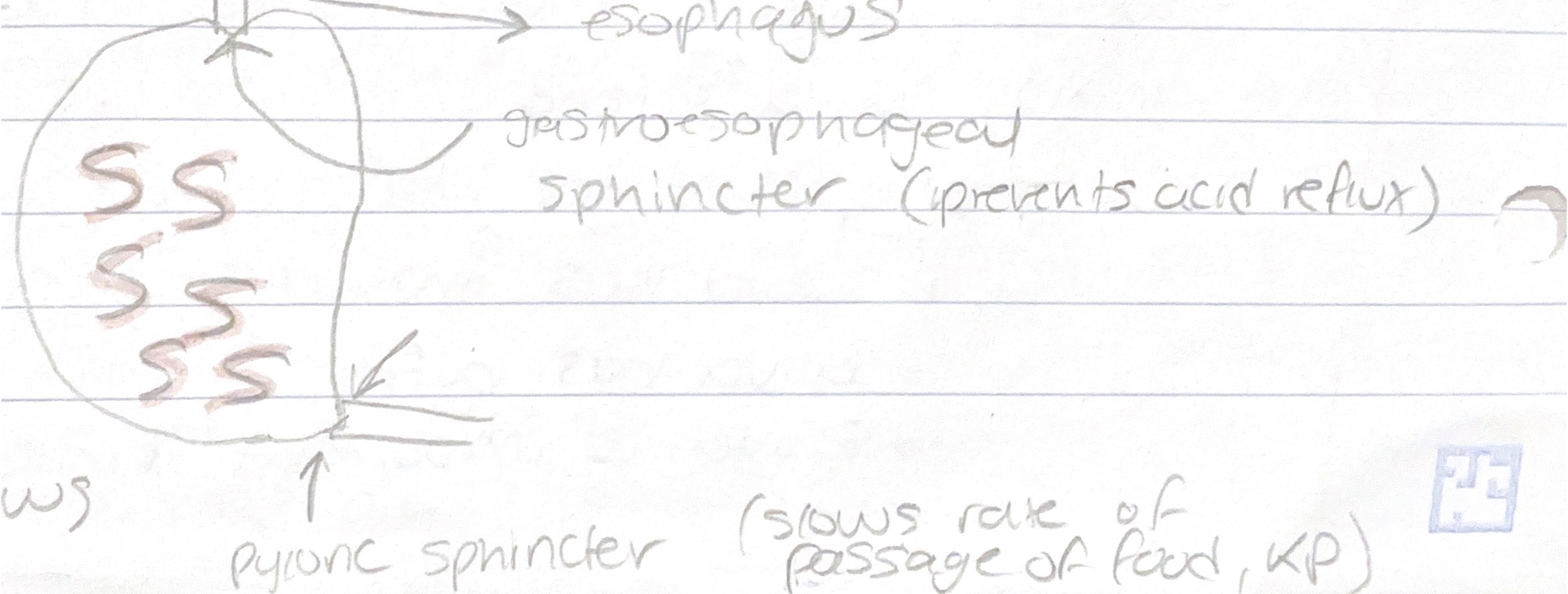 <ul><li><p>Characterized by an S shape</p></li><li><p>Allows stomach to stretch</p></li></ul><p></p>