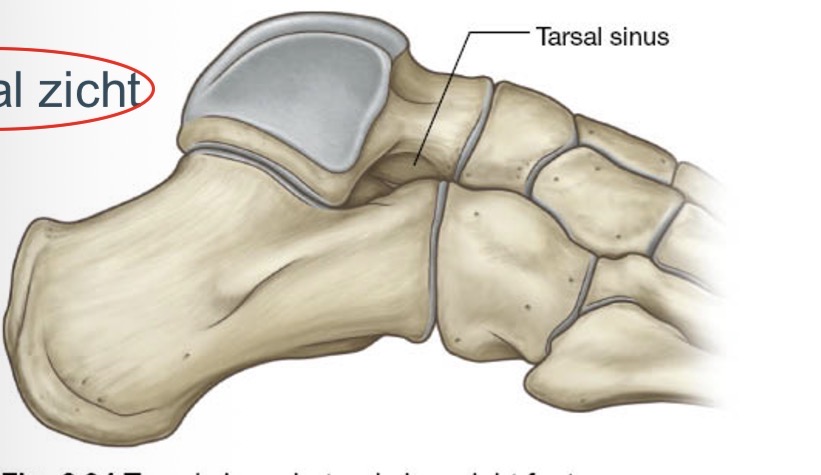 <p>Doorgang tussen talus en calcaneus</p>