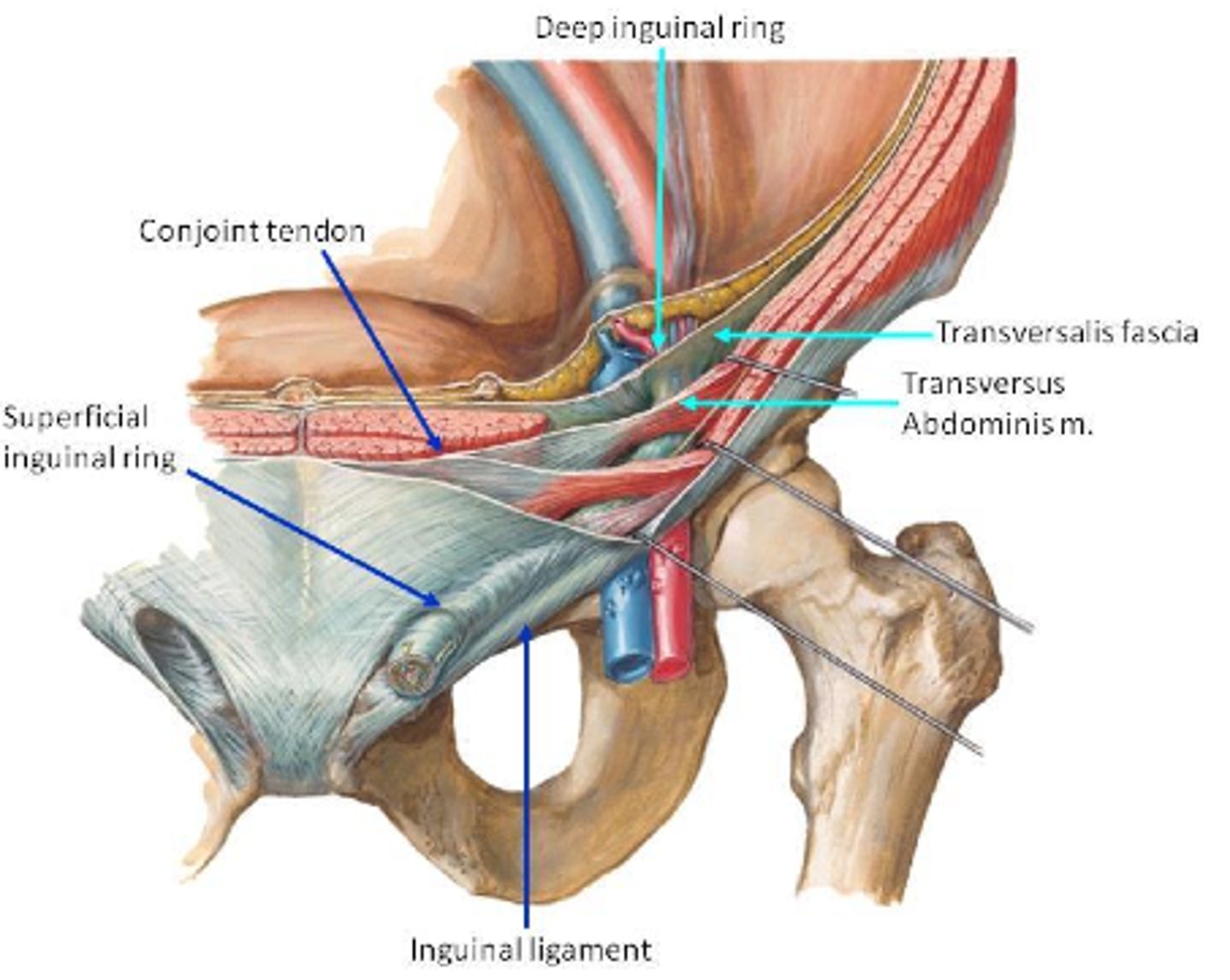 <p>roof - internal oblique m., transverse abdominis m.</p><p>floor - inguinal l., lacunar l. (both created by external abdominal oblique fascia)</p><p>posterior wall - transversalis fascia</p><p>anterior wall - aponeurosis of internal and external obliques</p><p>medial wall - falx inguinalis ("conjoint tendon" - blending of internal oblique and transverse abdominis fascia)</p>