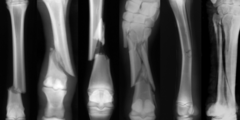 <p>What is the etiology for 3rd metacarpal (cannon) bone fractures?</p>