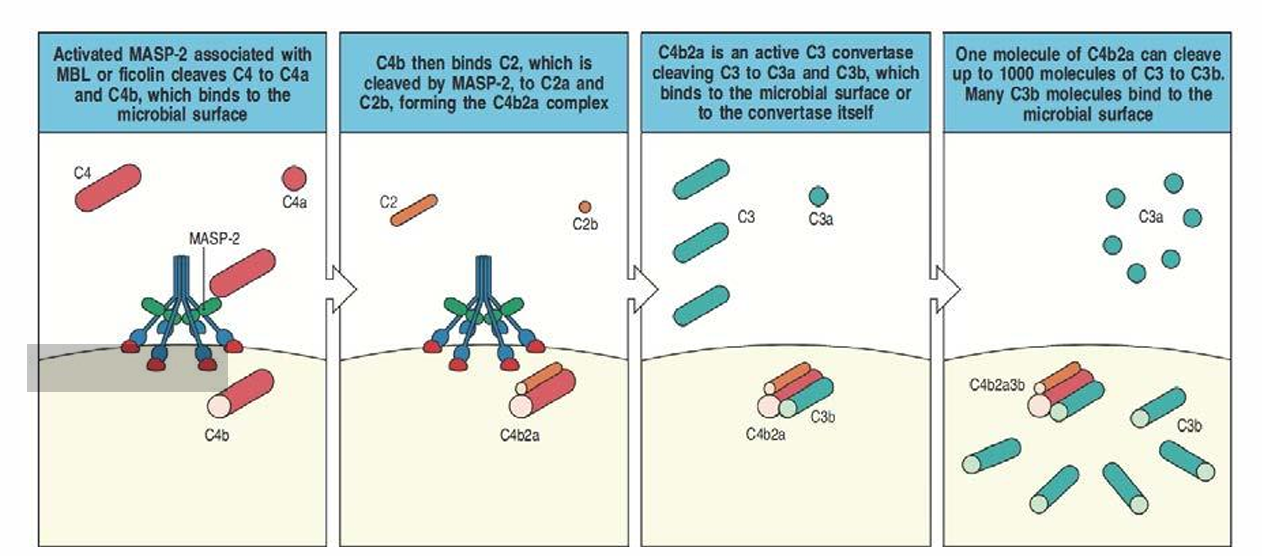 <p>Unión de las lectinas de union a manosa con la manosa del microbio.</p>