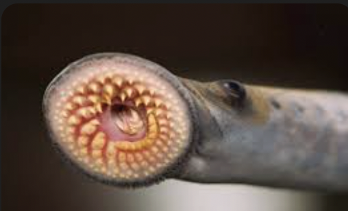 <p>class cephaaspinidomorphi </p><ul><li><p>parasitic</p></li><li><p>have a true vertebral column</p></li><li><p>sucker mouth - attach to other fish </p></li><li><p><span>Water moves in and out of gills directly; not through mouth as in other fish</span></p></li></ul><p></p>