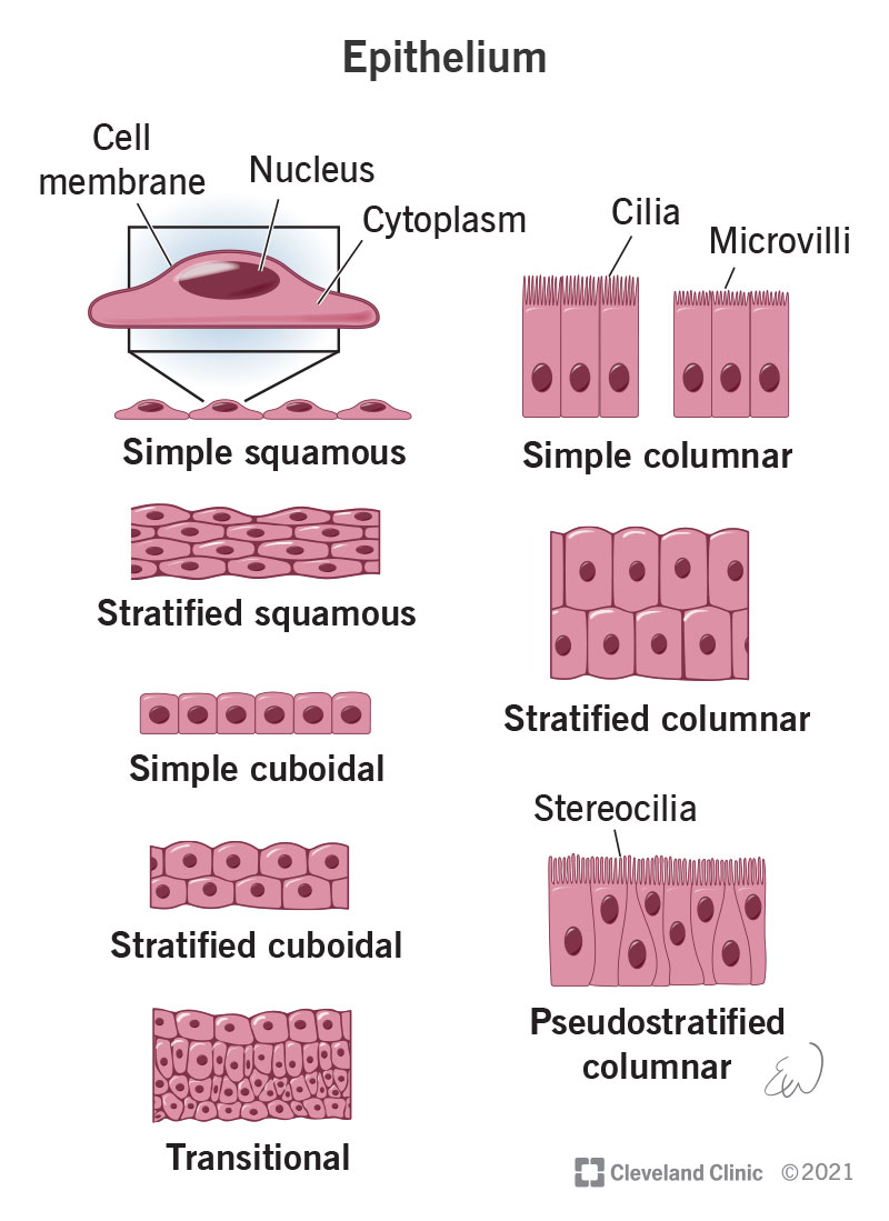 <p>covers the outside of the body and lines the organs and cavities within the body</p><ul><li><p>closely joined</p></li><li><p>cuboidal, columnar, squamous</p></li><li><p>simple, stratified (multi tier), pseudostratified (single layer that varies lengths)</p></li></ul><p></p>