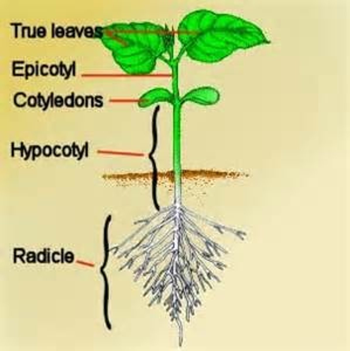 <p>cotyledon</p>