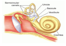 <p>Inner Ear </p>