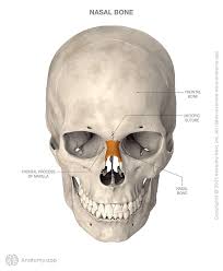 <p>Located side-by-side at the middle and upper part of the face.</p>