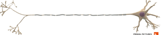 <p>identify</p>