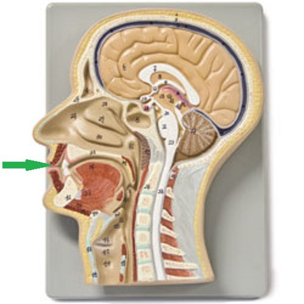 <p>It starts mechanically (chewing) and continues enzymatically in the gastrointestinal tract.</p>